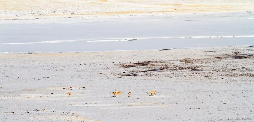 布达拉宫罗布林,布达拉宫罗布林门票