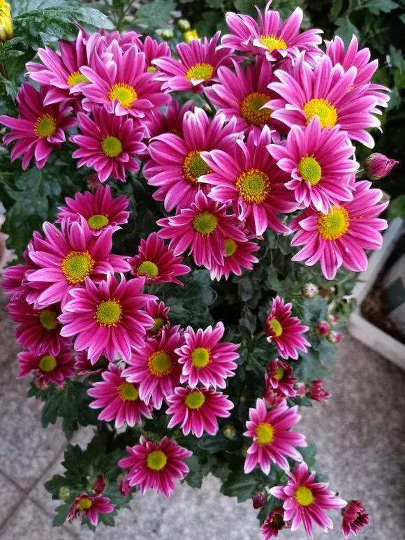 菊花的花蔫了怎么办,菊花凋谢后如何再次开花