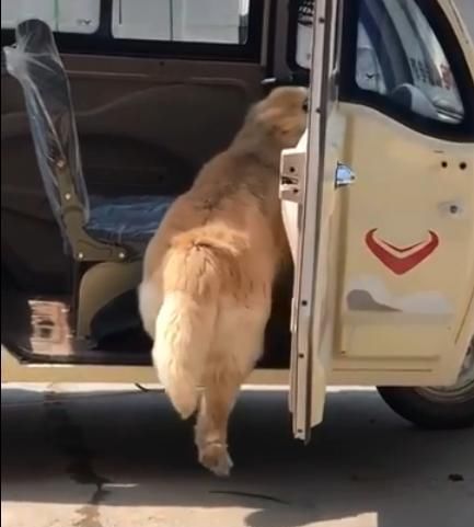 金毛好像被什么卡住,金毛被卡住了怎么办