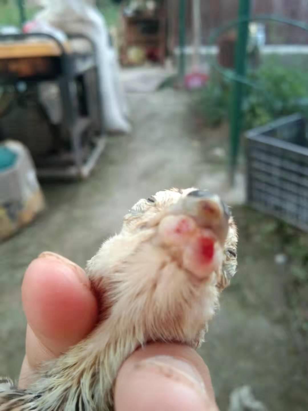 鸡的嘴破了怎么办,鸡的嘴巴烂了怎么办