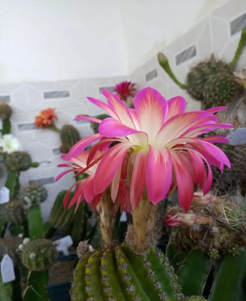 100种仙人球花图片,100种仙人球的品种视频