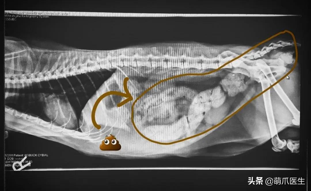 x光猫爪辟谣,猫爪x光是真的吗