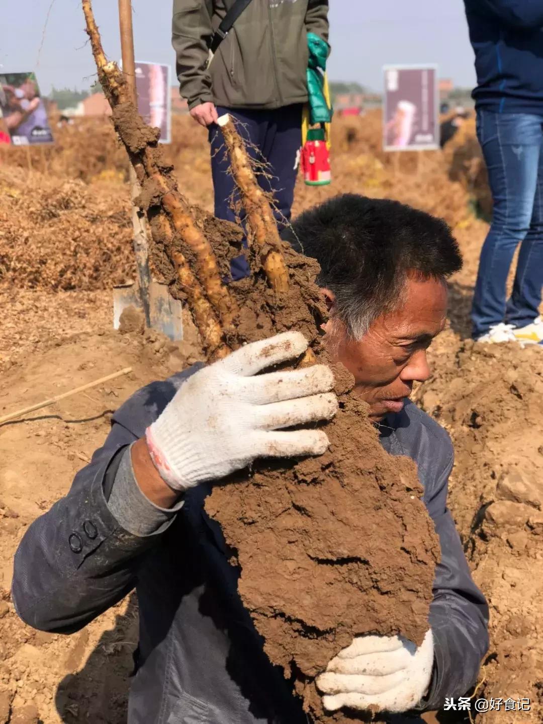 铁棍山药与普通山药哪种好吃,铁棍山药和小白嘴山药味道的区别