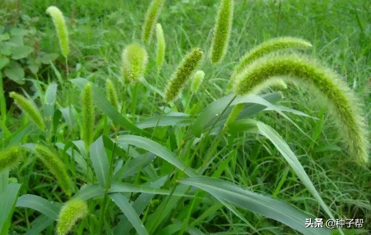 别再把狗尾草当杂草了，它还具有这么多的用途，长知识了