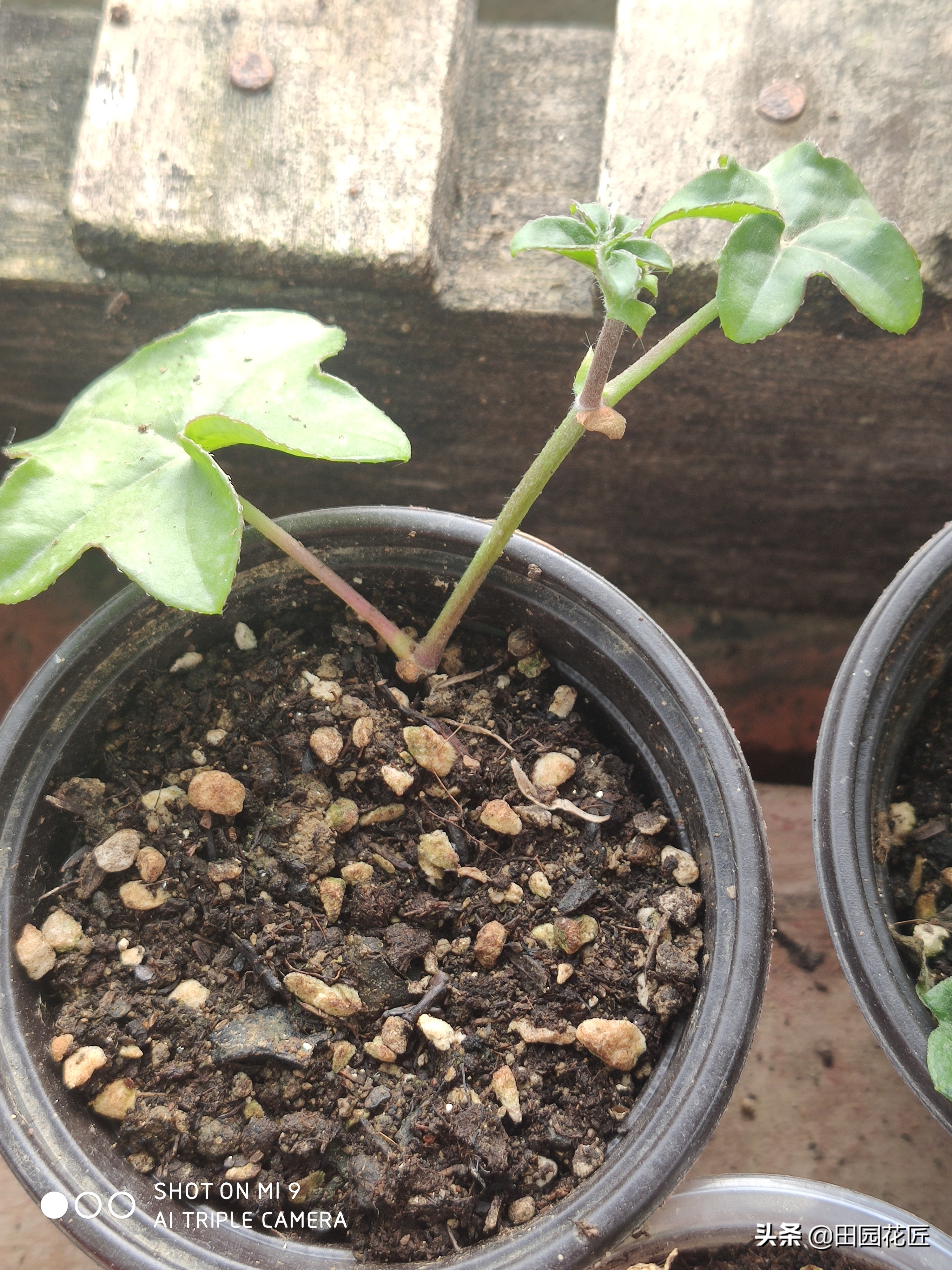 天竺葵黄叶知识,扦插天竺葵用什么药水防烂根