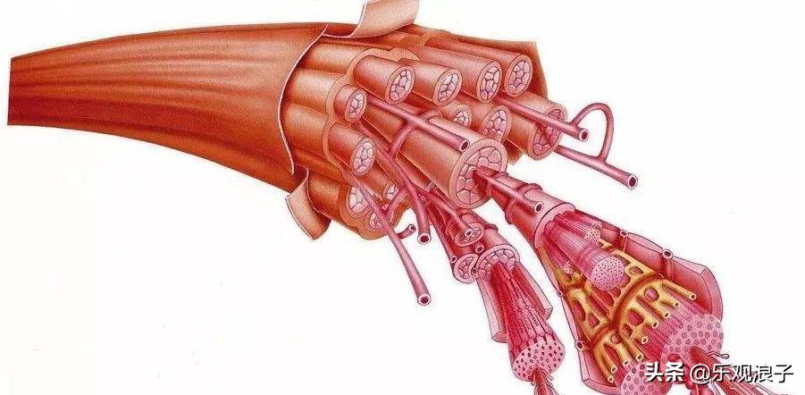 举铁力竭的科学解释—中枢神经系统疲劳