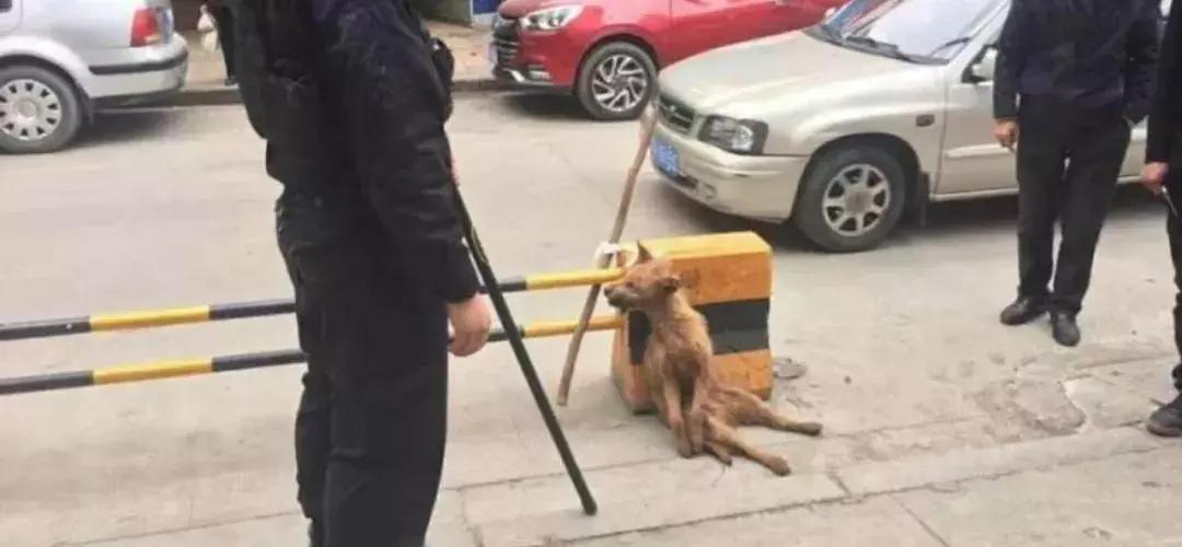 流浪狗伤人怎么解决,遇到流浪狗该如何救助