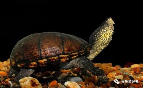 今年值得入手的蛋龟,蛋龟为什么受欢迎