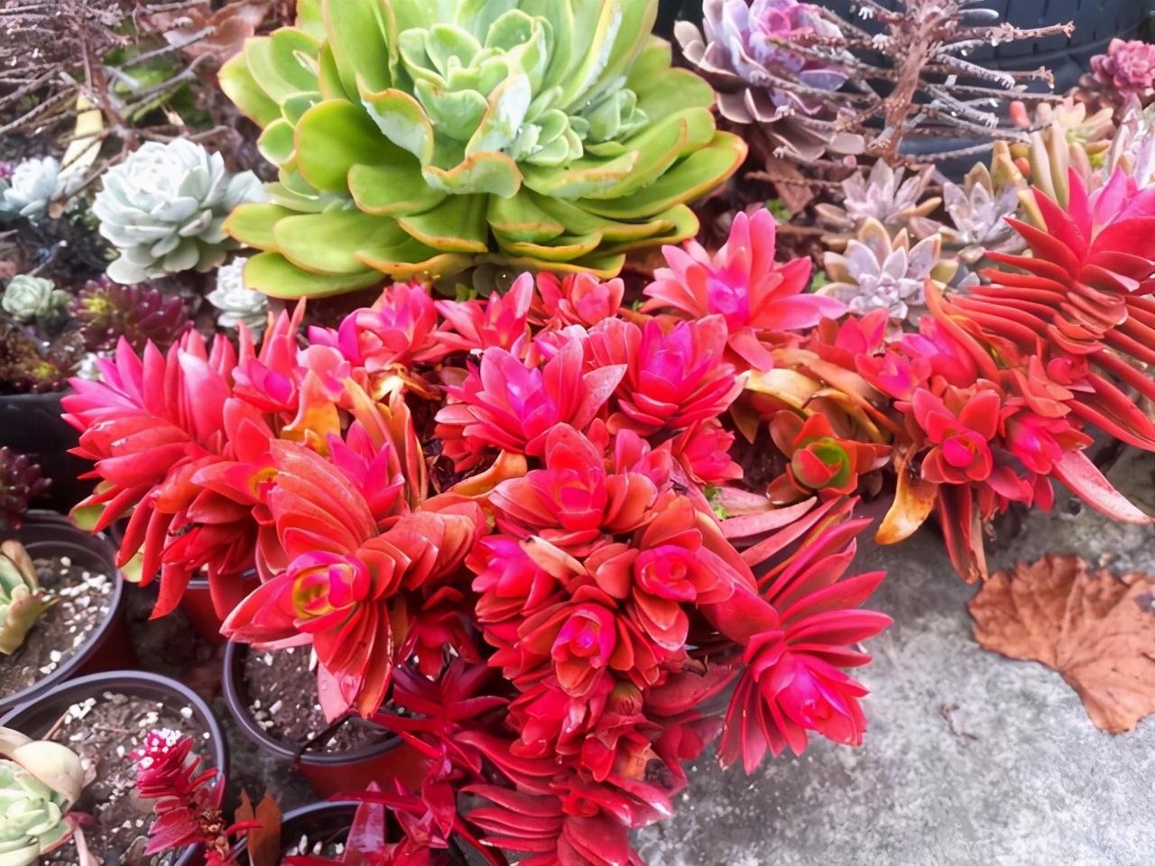 10种多肉天生爱徒长,不能“宠”着养,虐一虐才漂亮