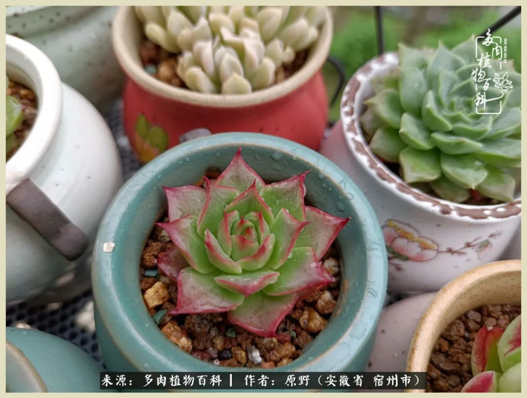 梅雨袭，酷暑至，多肉进入历劫季