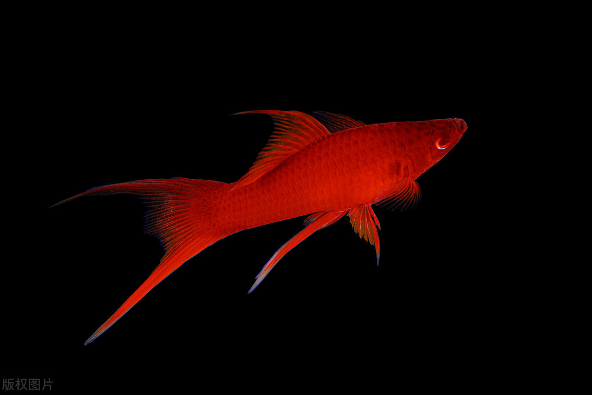 红剑鱼需要怎么养,红剑鱼怎么养才能长久地活下来