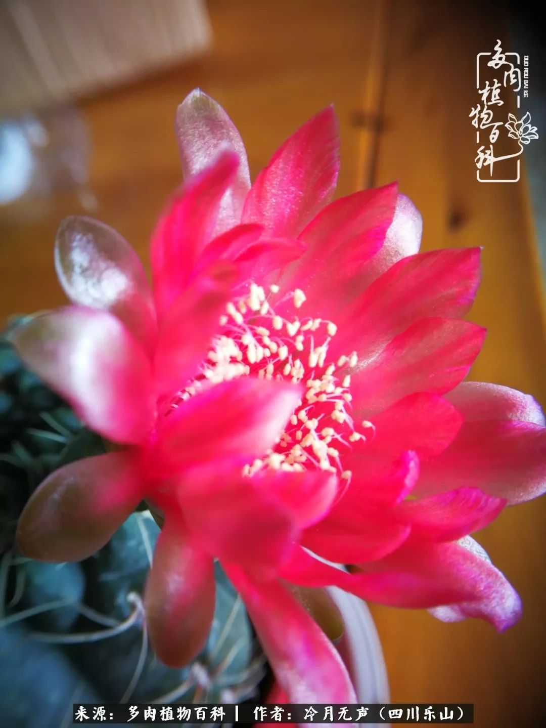 时光见证多肉故事,关于多肉的故事