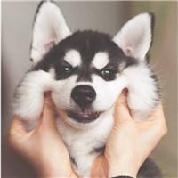 有哪些温柔的宠物狗名字大全 (活泼可爱的小奶狗名字)