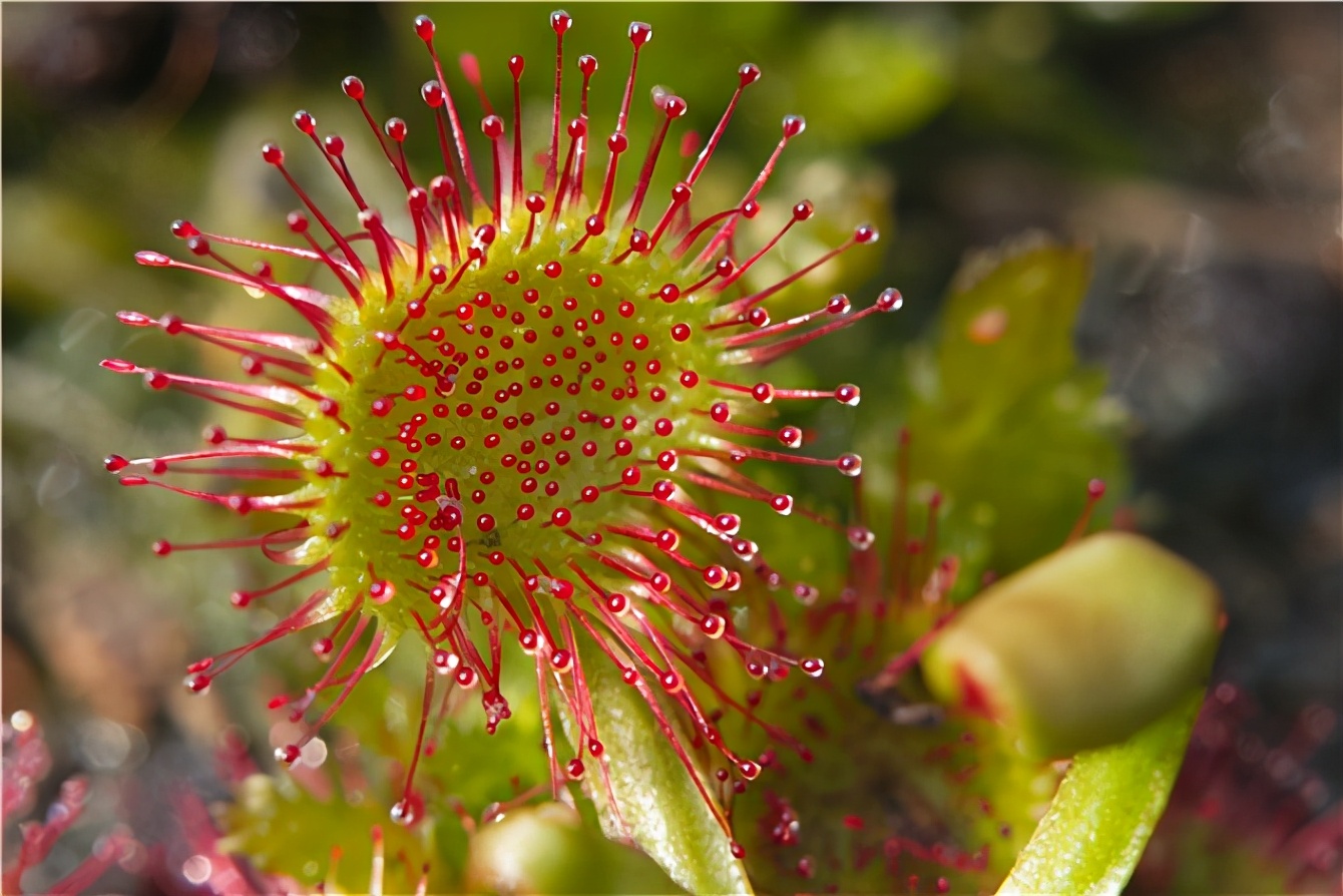 重庆发现能吃虫的菜，昆虫给它授粉不怕被吃？为何它们不怕火灾？