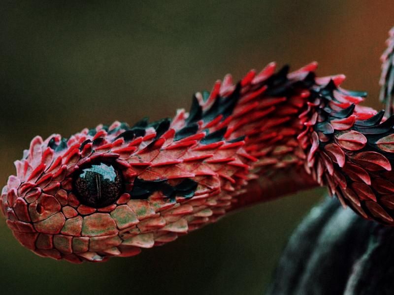 猪是蛇的克星图片,猪跟蛇谁最历害