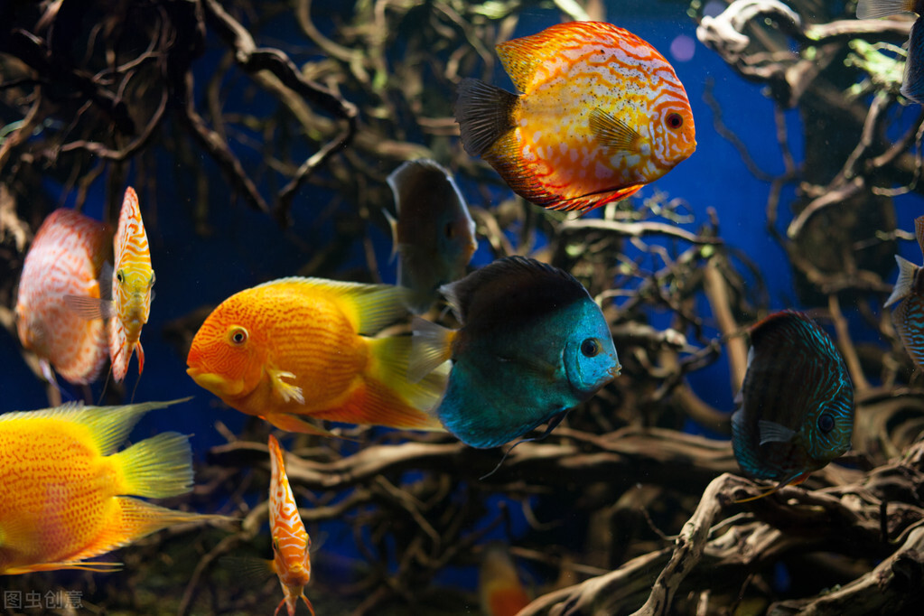 观赏鱼常见鱼病图片与防治,观赏鱼疾病分为哪几类怎么治疗