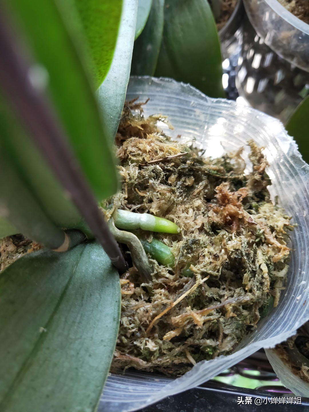 蝴蝶兰叶片变黄是怎么回事,蝴蝶兰开花叶子有褶皱咋回事