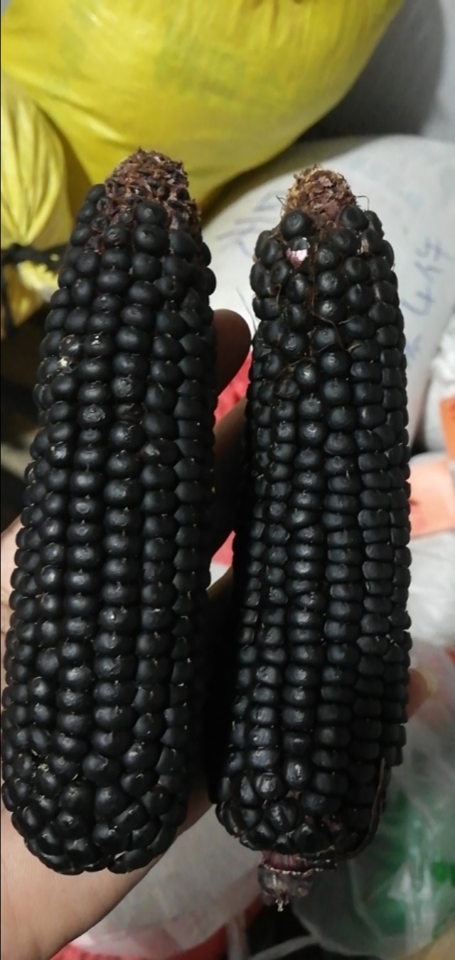 水果玉米是非转基因食品吗,糯玉米和甜玉米是转基因的吗