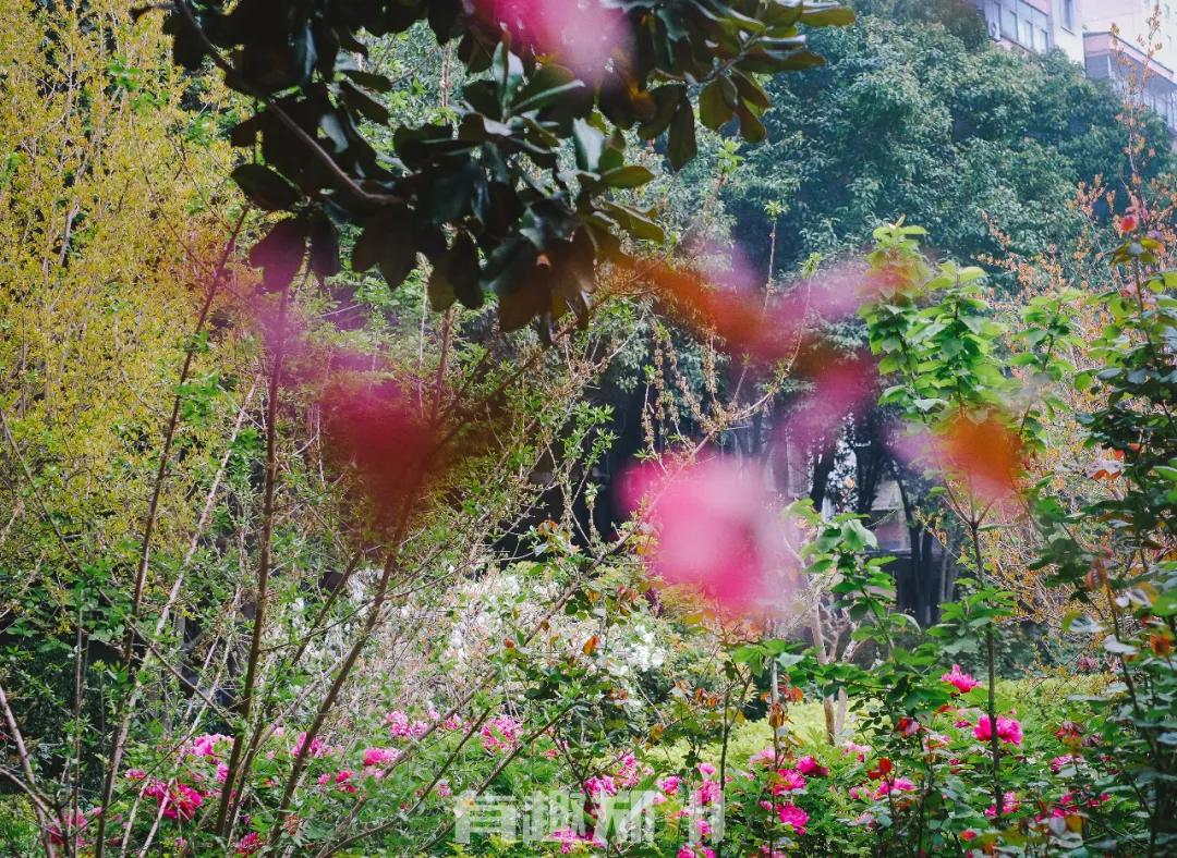 纬一路：在遮天的法桐里想起龙门书店的往事，以及家属院时光……