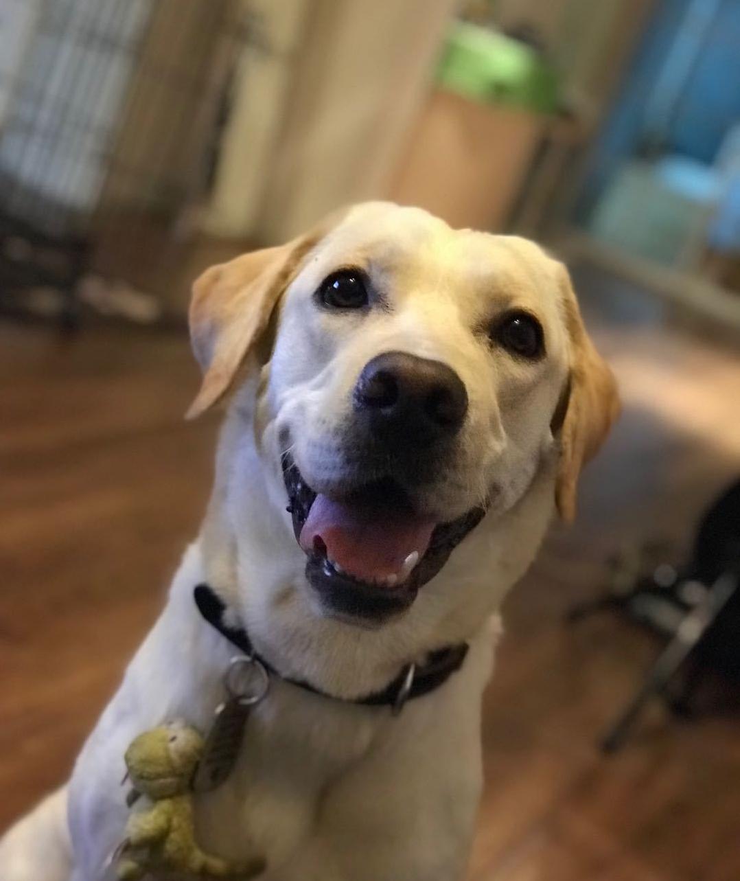 拉布拉多怎么样养最省钱,怎么把拉布拉多养得非常健康