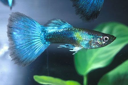 孔雀鱼生小鱼容易死,母孔雀鱼下完小鱼就容易死