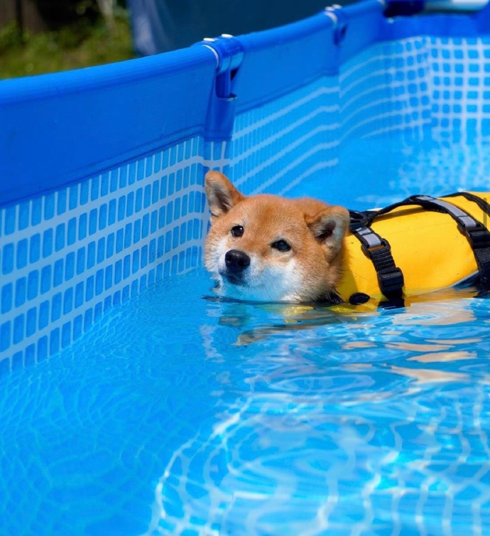 柴犬和秋田有啥区别,秋田和柴犬的混血狗