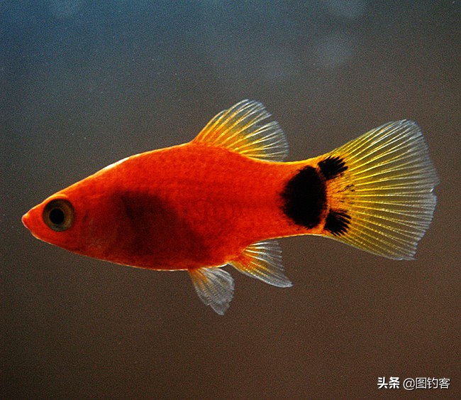 中国前十热带观赏鱼,热带观赏鱼鲤科鱼类主要有哪些鱼