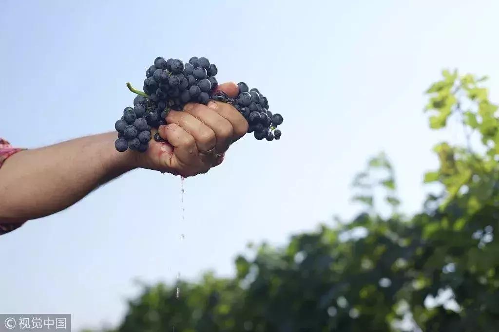 冷知识科普乳房不能乱揉,乳房不要随便做检查