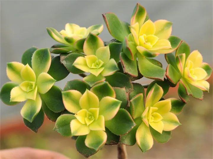 100种常见多肉的养法图片大全,60种好度夏的多肉植物