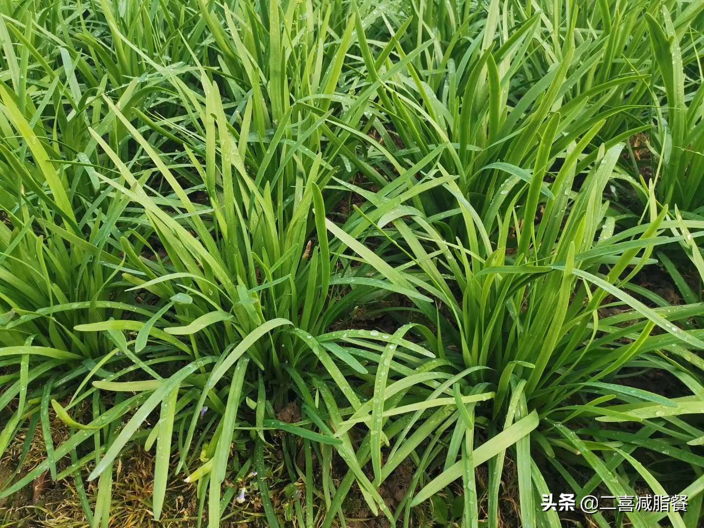 韭菜怎么做可以减肥,韭菜怎么做减肥效果最好