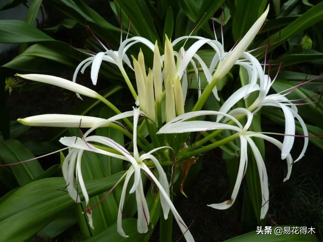 佛教的五树六花指的是什么,佛教五树六花是哪些植物