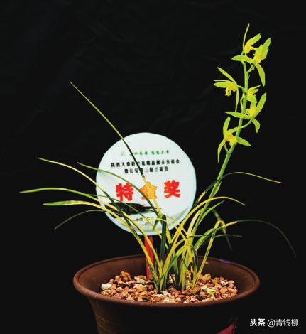 陕西秦岭兰花基地,陕西大秦岭兰花生态种植园