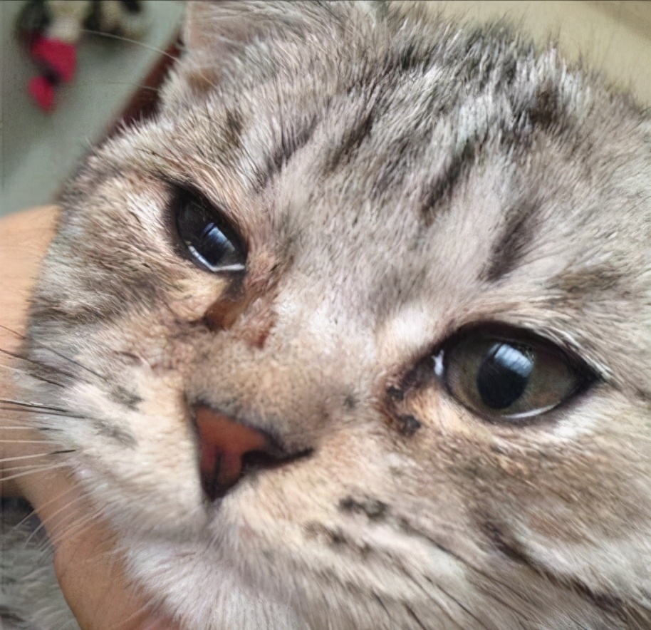 小奶猫眼睛总是被分泌物黏住,小奶猫眼睛分泌物多是什么原因