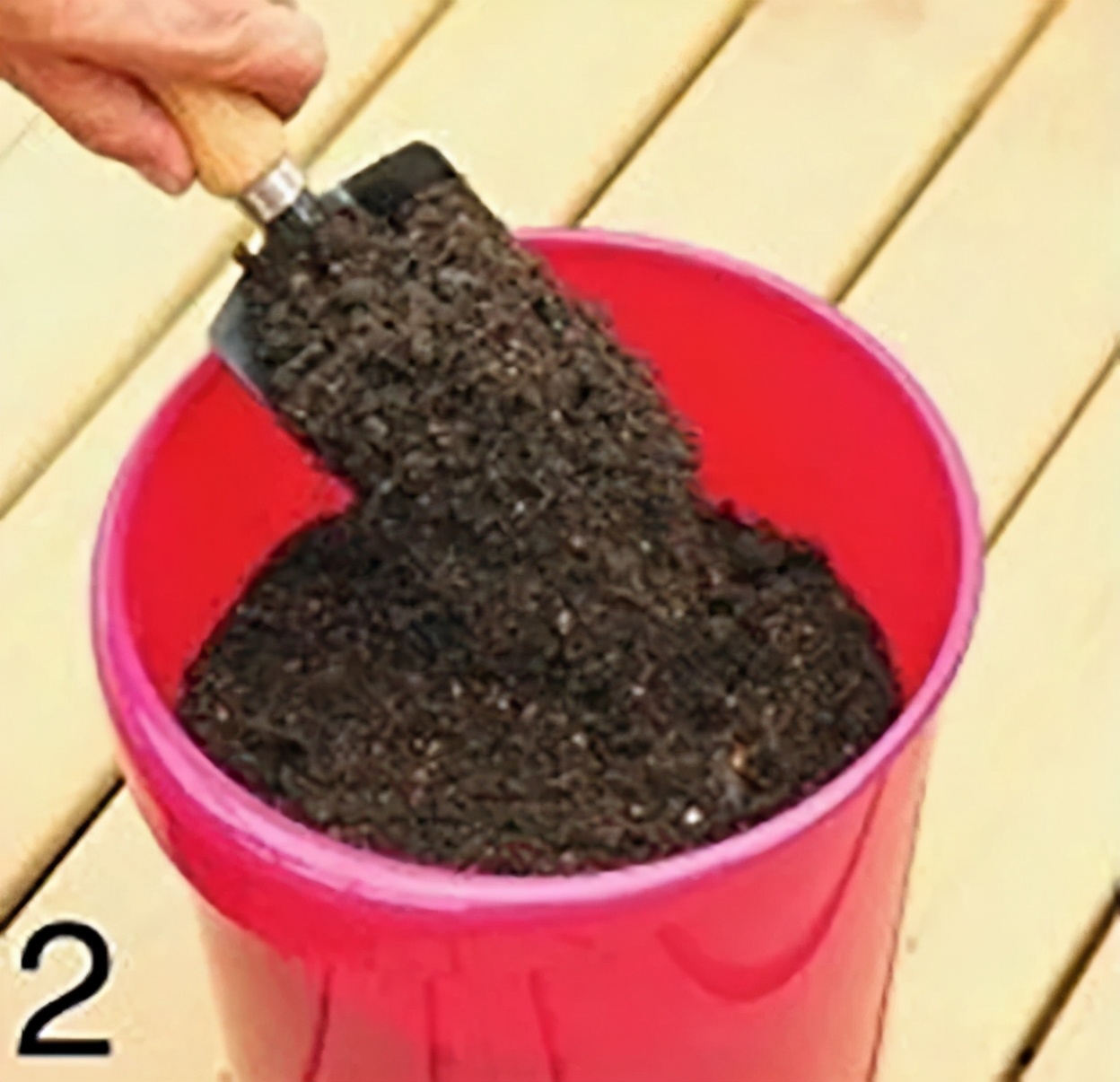 “大米熟了”，不是锅里煮的，而是阳台上栽的，一起来采摘吧