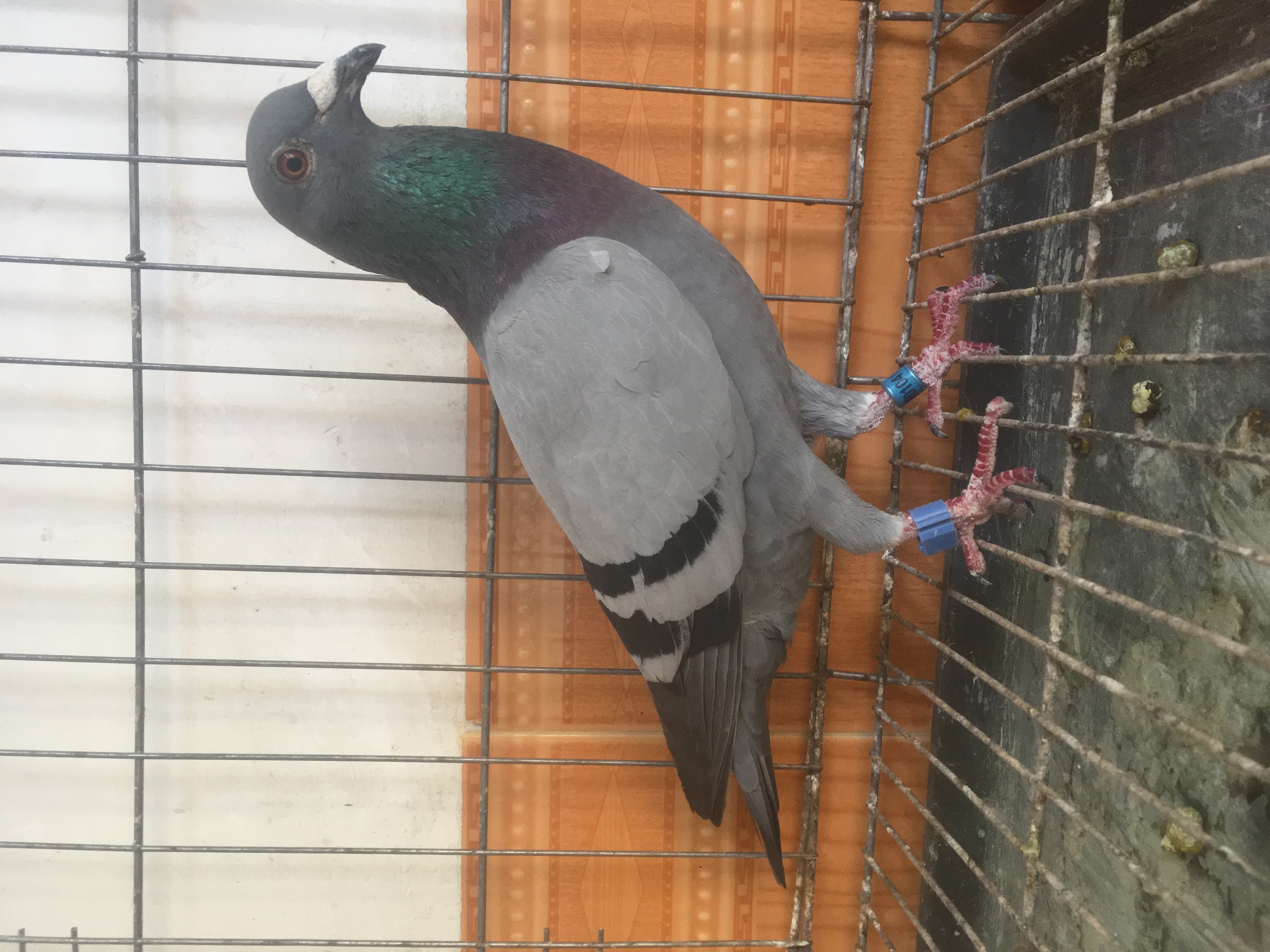 赛鸽回来第一口水喝什么,赛鸽归巢第一口饲料