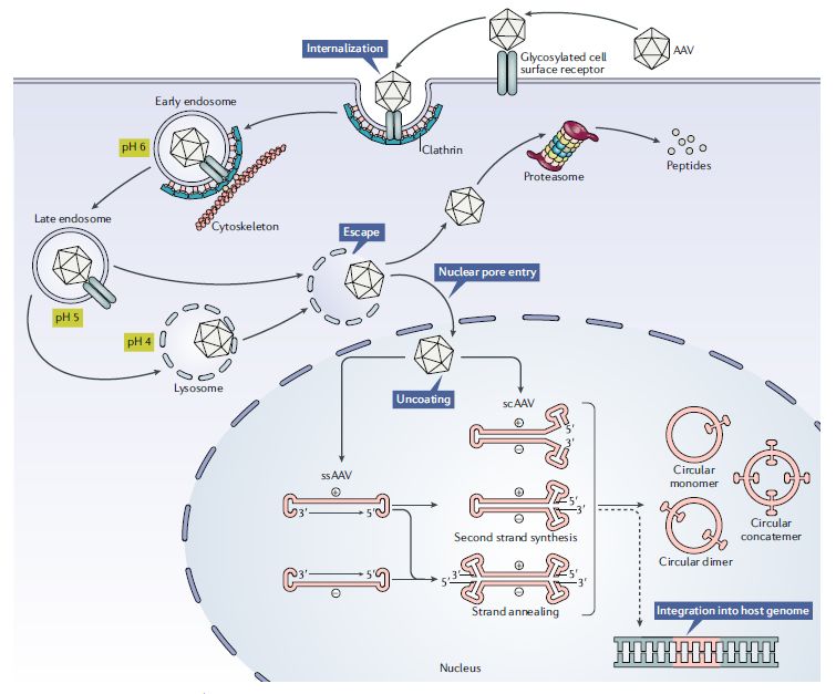 Nature基因新疗法,nature子刊基因组测序