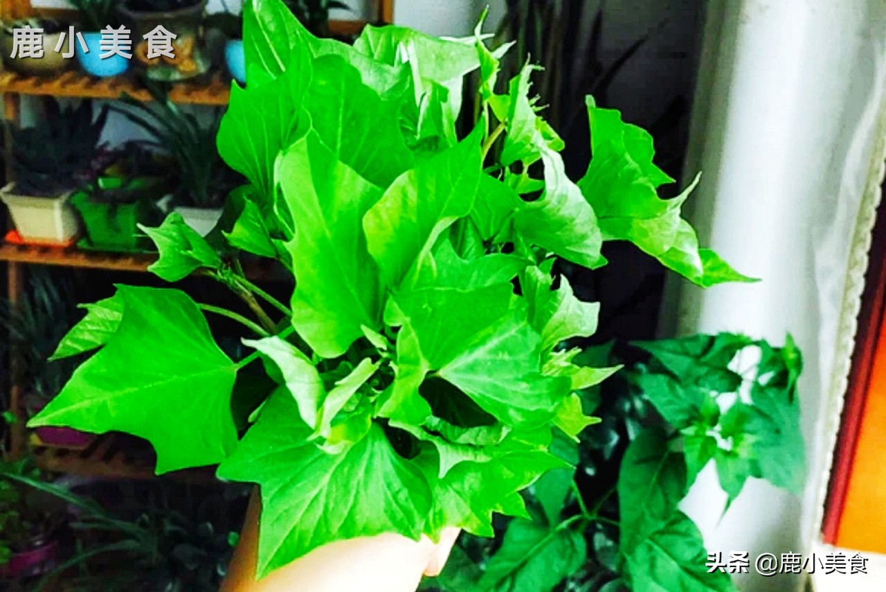 媳妇整个假期都在吃红薯叶!5块能买一大把,清新嫩脆,刮油减脂