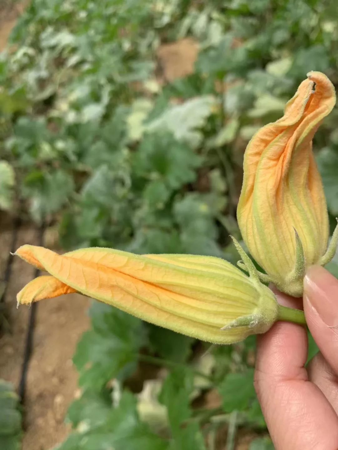 吃完就变富有的一顿饭：来自台湾非典型性富二代农夫Fudy