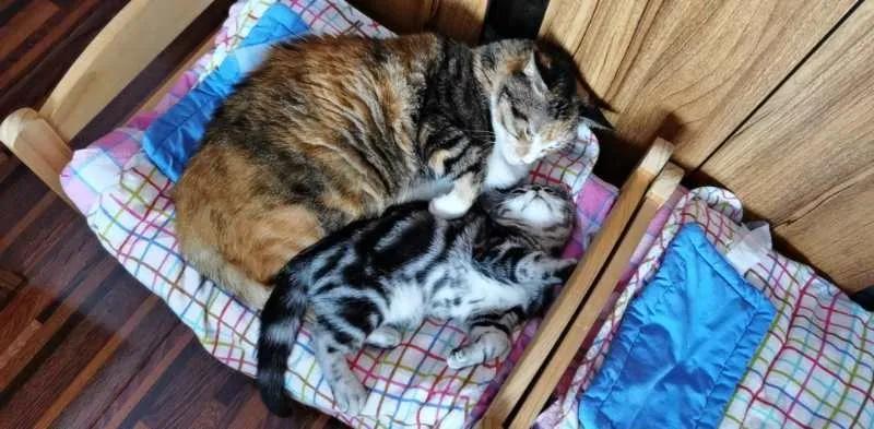 大橘猫和主人被骚扰,橘猫被主人骚扰