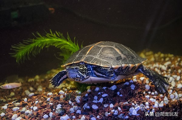 龟误食石子怎么办,龟吃小石头怎么办