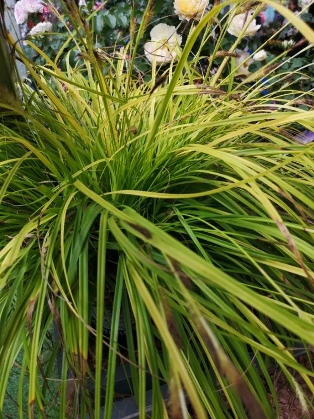 这个花展上的新优品种，为什么这么美？