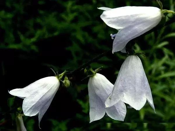 惊艳倒挂金钟,惊艳倒挂金钟图片