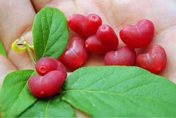 有哪些冷门且好吃的水果,十大不为人知的水果