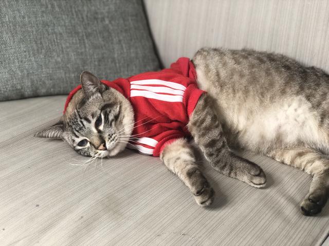 「养猫的日常」当你有这样的感慨，说明你养猫是正确的选择