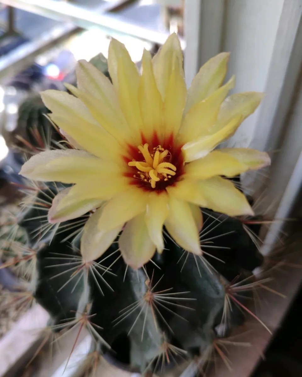 太极莲仙人球,狂莲仙人球