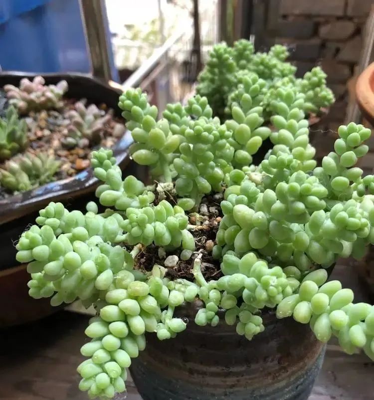 垂吊碧玉莲,串玉挂坠