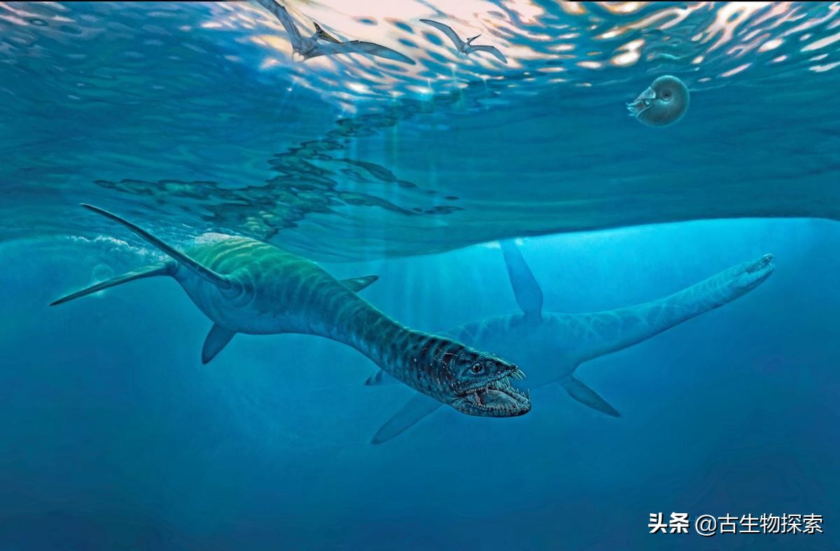 蛇颈龙为什么存在那么久,蛇颈龙为什么会进化