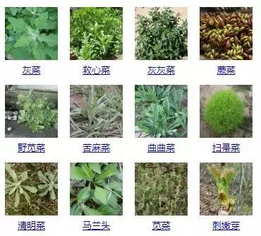 南京城市野菜猎人实录