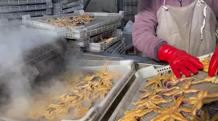 一口吞万斤，海星“天敌”来了！外地收购商跨省来青追“星”，海星捕捞量明显减少