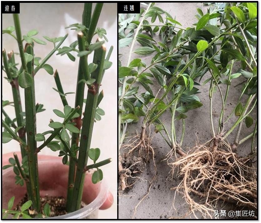 连翘盆景的养护,连翘迎春花盆景养殖方法